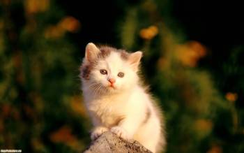 Маленький милый котенок на камне - скачать обои, , котенок, малыш, детеныш, камень