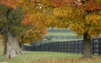 Конная ферма - скачать обои, , кони, изгородь, забор, деревья, осень, ферма