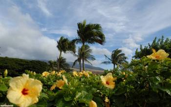 Желтые цветы на острове - скачать обои, , цветы, пальмы, тропики, остров