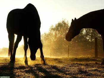Скачать красивые обои - кони, картинки коней, , кони, конь, утро, рассвет, туман, загон, выпас
