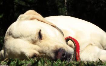Белый пес отдыхает - обои скачать, , белый, пес, отдых, ошейник, сон