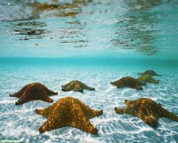 Лежбище морских звезд - скачать обои бесплатно, , море, звезды, животные, вода, дно
