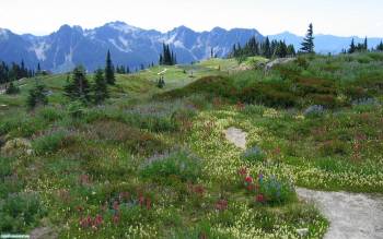Растительность в горах - обои бесплатно, , трава, горы, скалы, деревья