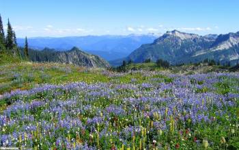 Горы и голубые цветы - скачать обои, , горы, снег, вершины, цветы, поляна