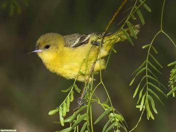 Маленькая желтенькая птичка, милые обои с птичками, , птица, ветка, 1600х1200