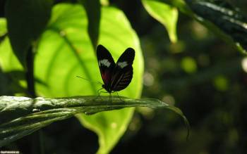 Красивая бабочка на листике, скачать обои с бабочками, , бабочка, листик, природа, зелень