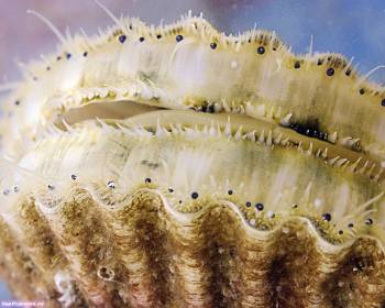 Морская раковина: макро-фото, скачать обои 1280х1024, , раковина, море, океан, макро, фото, моллюск