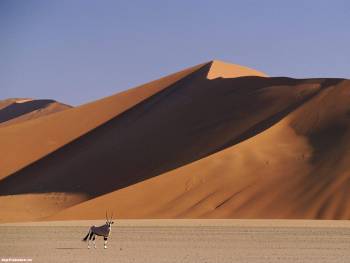 В пустыне, скачать обои 1600х1200 пикселей, , пустыня, антилопа, дюны, бархан, песок
