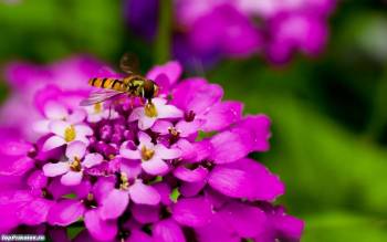 Пчела на цветке, красивые и яркие широкоформатные обои, , цветок, пчела, макро, фото