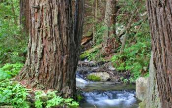 Ручей в лесу - скачать обои бесплатно 1920х1200, , ручей, деревья, ветки, камни
