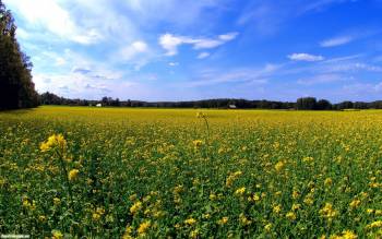 Желтое поле цветов - обои 1920х1200, , поле, цветы, солнце, небо