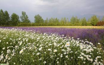 Пестрые поля с цветами - скачать обои, , поля, цветы, ромашки, солнце, красочно