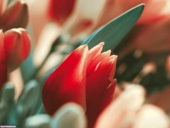 Красные тюльпаны - обои скачать, , тюльпан, цветы, бутон, лепестки