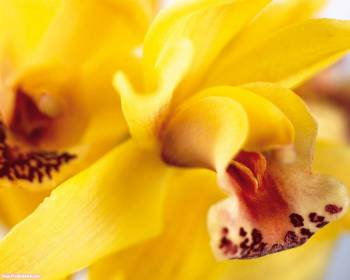 Желтые орхидеи - обои бесплатно, , орхидеи, цветы, бутон, лепестки
