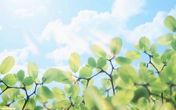 Нежные листочки на фоне голубого неба - обои скачать, , листья, ветки, небо, солнце