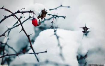 Симпатичные зимние обои - замерзшая ягодка, , зима, холод, снег, ветка, ягода