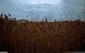 Пшеничное поле вечером, широкоформатные обои 1680х1050, , поле, вечер, пшеница, природа, колос, небо, облака