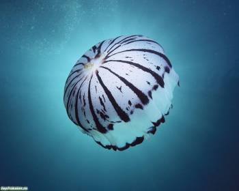Прекрасная медуза в водах моря - скачать обои, , медуза, море, вода, соль