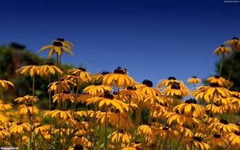 Яркие желтые цветы - скачать обои бесплатно, , цветы, поляна, лепестки, небо