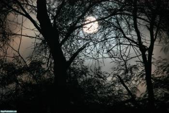 Ночью в лесу, скачать мрачные обои, , ночь, дерево, силуэт, луна, небо, лес