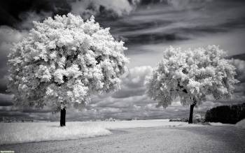Деревья в цвету, черно-белые обои 2560x1600 пикселей, , цветение, дерево, черно-белый, небо, облака