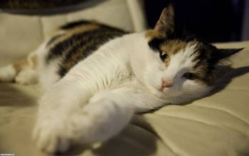 Кот на отдыхе, большие широкоформатные обои, , отдых, кот, диван, лежа