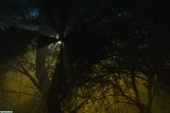 Ночной лес, скачать красивые широкоформатные обои, , ночь, туман, лес, чаща, лучи