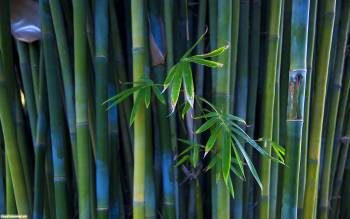 Стена из бамбука, скачать красивые обои природы, , бамбук, природы, зелень, ствол