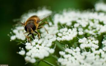 Пчела на нежных белых цветах, скачать макро-фото и обои, , макро, фото, пчела, насекомое, цветы