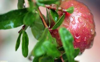Аппетитное яблоко в капельках росы, красивые яркие обои, , яблоко, роса, макро, фото, фрукт