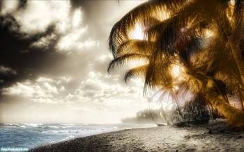 Перед штормом в тропиках; обои с пальмами, океаном и пляжем, , пляж, пальма, тропики, шторм, океан, небо, тучи