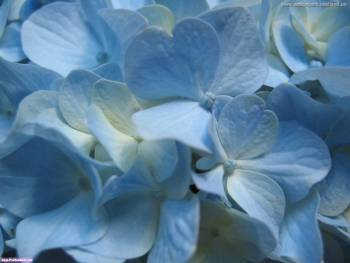 Нежные голубые цветы, макро-фото цветов, , цветы, цветок, макро, фото, голубой
