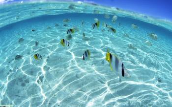 Подводный мир тропиков, фантастические обои 1920х1200, , рыбы, под водой, тропики, океан, дно, рай, вода