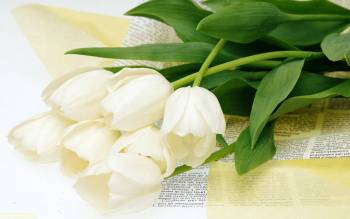 Красивые свадебные цветы - белые тюльпаны, скачать обои, , цветы, свадьба, тюльпаны, букет