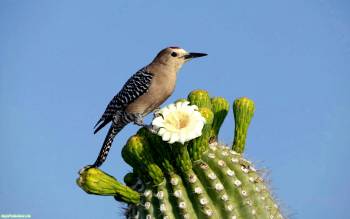 Маленькая певчая птичка на кактусе, красивые обои с птицами, , кактус, птица, небо, цветок, колючки