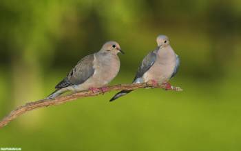 Две горлицы на ветке, красивые широкоформатные обои, , птица, голубь, горлица, любовь