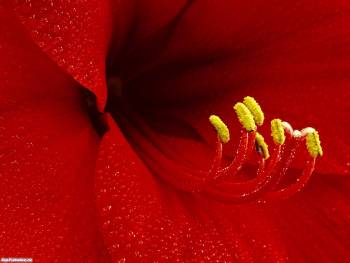 Макро-фото красного цветка, скачать красные обои с цветами, , цветок, макро, фото, пестик, тычинка