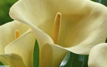 Большие белые калы - красивые цветы на ваш рабочий стол, , калы, цветы, макро, фото
