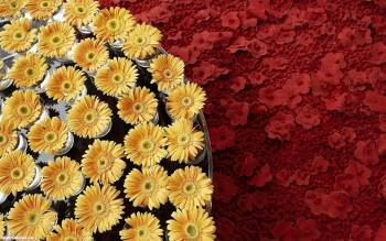Красные и желтые цветы, широкоформатные обои 1680х1050, , цветы, композиция, флористика, фото