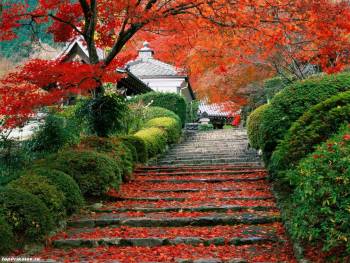 Японский парк осенью, красивые обои 1280х960, , Япония, парк, лестница