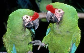Два зеленых попугая, скачать широкоформатные обои, , попугай, два, птица, пернатые