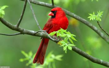 Красный скворец на ветке, обои 1680х1050, , птица, ветка, пернатые