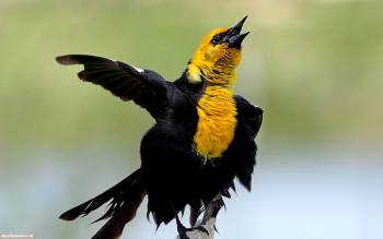 Певчая птица с желтой грудкой, скачать обои 1680х1050, , птица, пернатые