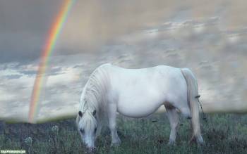 Лошадь белой масти на выпасе, скачать обои с лошадьми, , лошадь, поле, трава, небо, радуга, облака