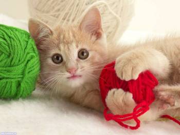 Пушистый котенок играет с клубками шерсти, обои с котятами, , котенок, пушок, шерсть, клубок, кот