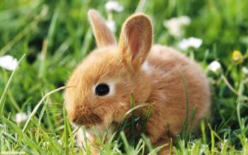 Маленький пушистый кролик на траве, обои 1440х900 пикселей, , кролик, трава, пушок