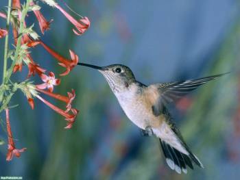 Маленькая птичка колибри - скачать обои с колибри, , полет, пернатые, колибри, птица, цветок