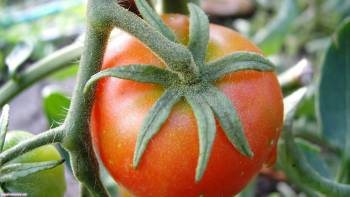 Красивый аппетитный томат, скачать широкоформатные обои, , томат, макро, фото, овощ