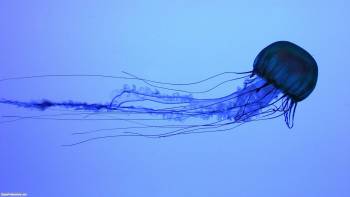 Прозрачная медуза под водой, красивые широкоформатные обои, , медуза, под водой, прозрачность