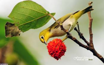 Желтая птичка на ветке, скачать обои 1920х1200, , птица, пернатые, ветка, лист, цветок